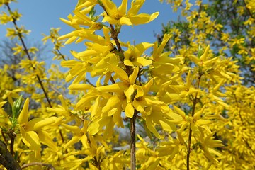 Beautiful forsythia tree blooming in spring on blue sky background 