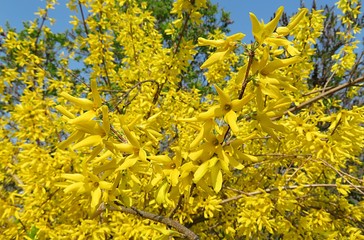 Beautiful forsythia tree blooming in the garden in spring