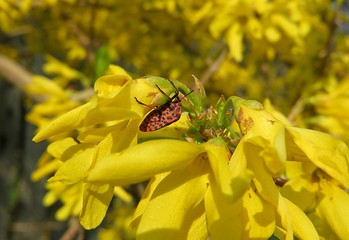 Yellow forsythia flowers in the garden in spring, closeup