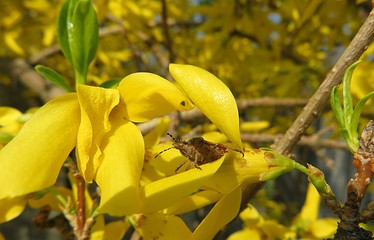 Yellow forsythia flowers in the garden in spring, closeup