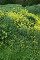 Arable mustard