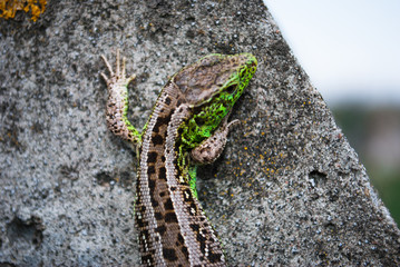 Green lizard macro, close up.