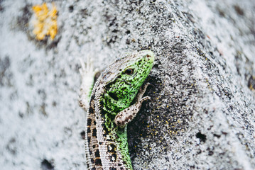 Green lizard macro, close up.