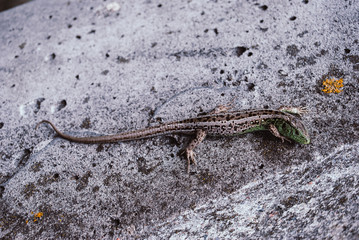 Green lizard macro, close up.