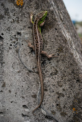 Green lizard macro, close up.