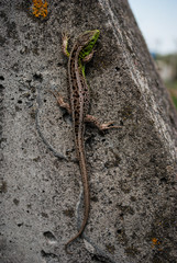 Green lizard macro, close up.