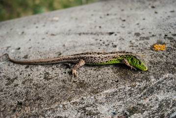Green lizard macro, close up.