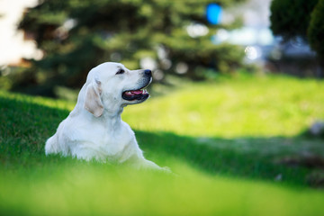 Dog breed Golden retriever