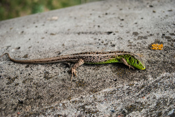 Green lizard macro, close up.