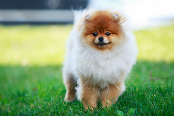 The dog breed pomeranian spitz