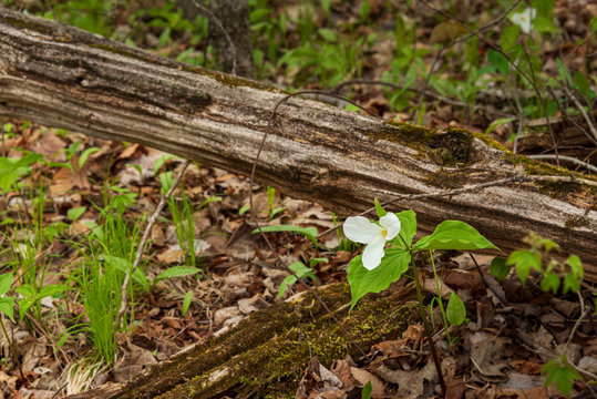 trilliums in the forest