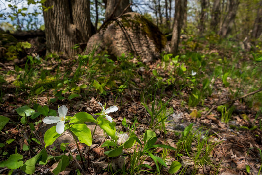 trilliums in the forest