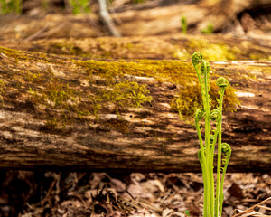 New ferns growing in forest