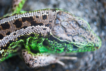 Green lizard macro, close up.