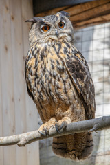 Uhu Eule gefangenschaft Raubvogel gefieder