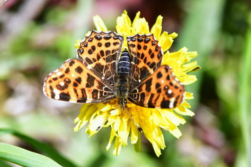 heath fritillary Melitaea athalia butterfly in nature reserve Galovske luky in Czech republic