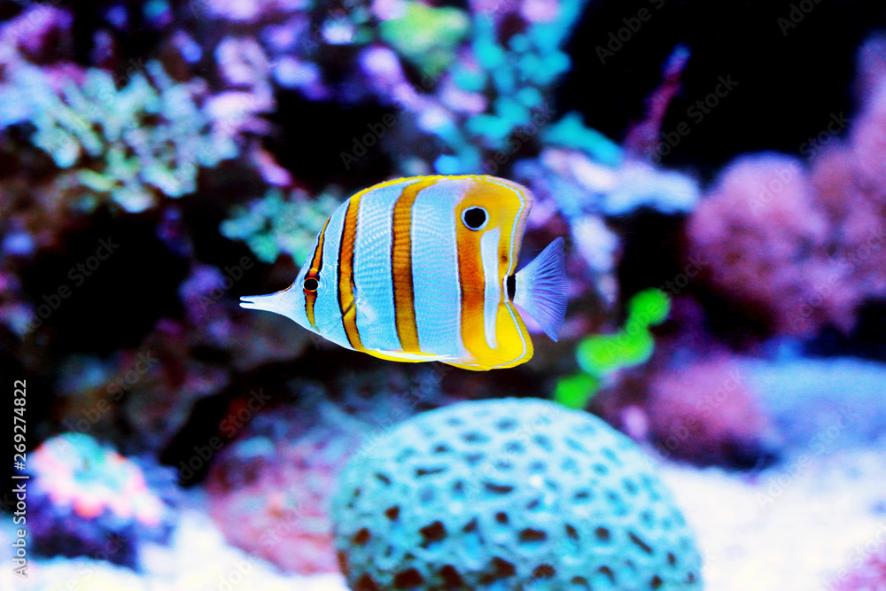 Wall mural Chelmon copperband butterfly fish in reef aquarium