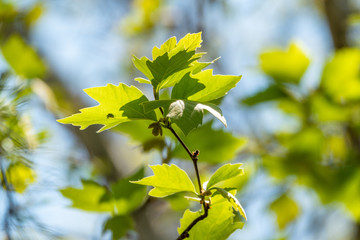 Maple leaves with blurred background in the sunset light.