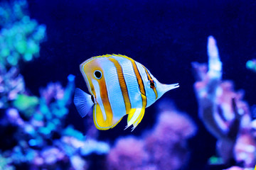 Fototapeta na wymiar Chelmon copperband butterfly fish in reef aquarium