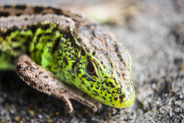 Green lizard macro, close up.