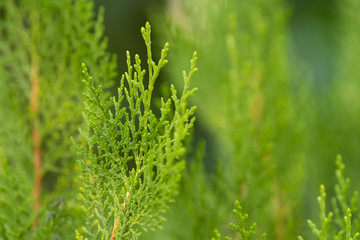Green leaves texture background	