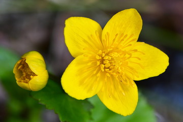 galovske, luky, beskids, caltha palustris, closeup, marsh marigold, plant, yellow, flower, kingcup, background, petals, summer, herbaceous plant, star shaped, colorful, bright, botany, petal, color, s
