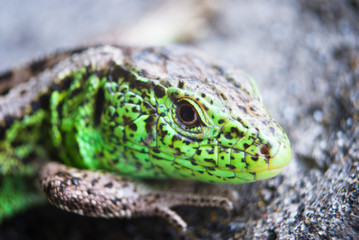 Green lizard macro, close up.