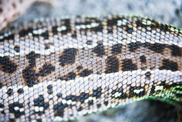 Green lizard macro, close up.