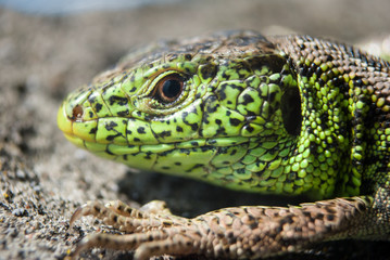 Green lizard macro, close up.