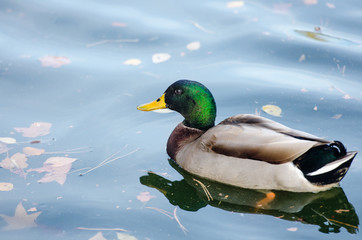 mallard, duck in the water, autumn