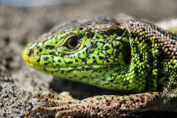 Green lizard macro, close up.