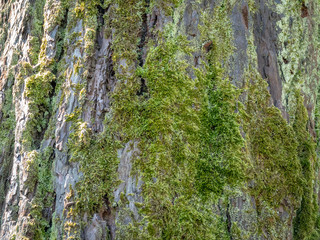 Old pine trunk covered with moss