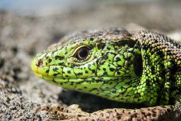 Green lizard macro, close up.