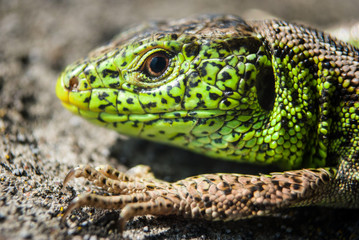 Green lizard macro, close up.