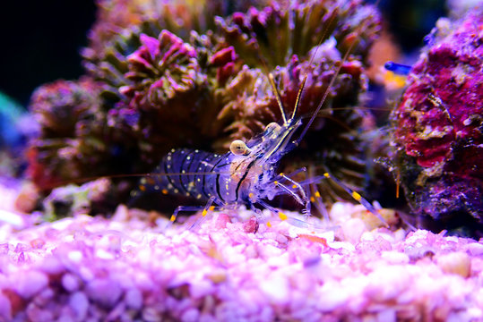 Palaemon elegance Mediterranean glass shrimp