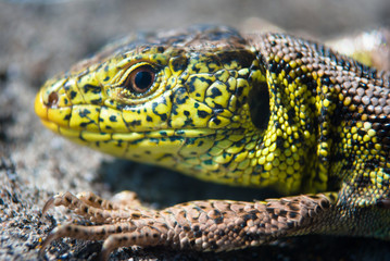 Green lizard macro, close up.