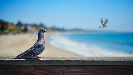 Pigeon