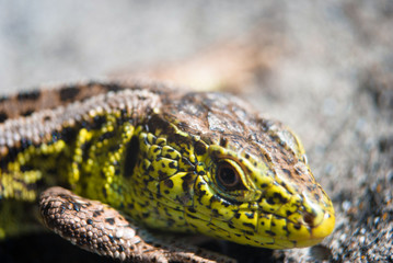 Green lizard macro, close up.