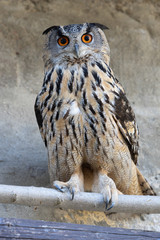 Uhu Eule gefangenschaft Raubvogel gefieder