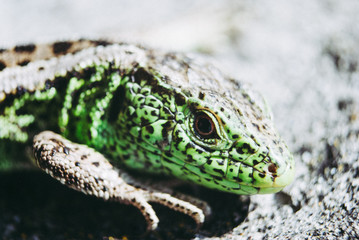 Green lizard macro, close up.