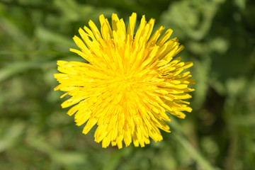 yellow flowering dandelion on a background of green grass, close up nature abstract background