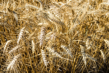 Wide field of golden wheat in summer sunny day. Season of a harvesting. Close up of corn field ready for harvest. Design background. Copy space for text