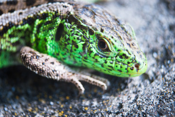 Green lizard macro, close up.