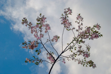 Beautiful pink and white cherry blossoms (Sakura) on the blue sky and clouds background