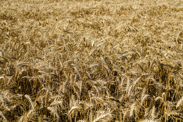 Wide field of golden wheat in summer sunny day. Season of a harvesting. Close up of corn field ready for harvest. Design background. Copy space for text