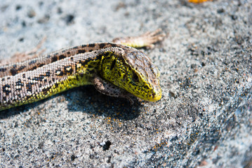 Green lizard macro, close up.