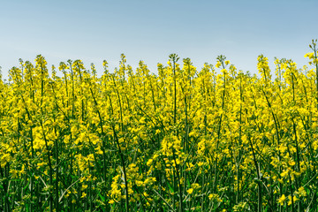 Obraz premium Yellow oil rape seeds in bloom, close up nature background
