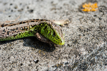 Green lizard macro, close up.