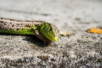 Green lizard macro, close up.