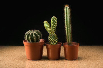 3 cactus in brown plastic pots on cork with black background